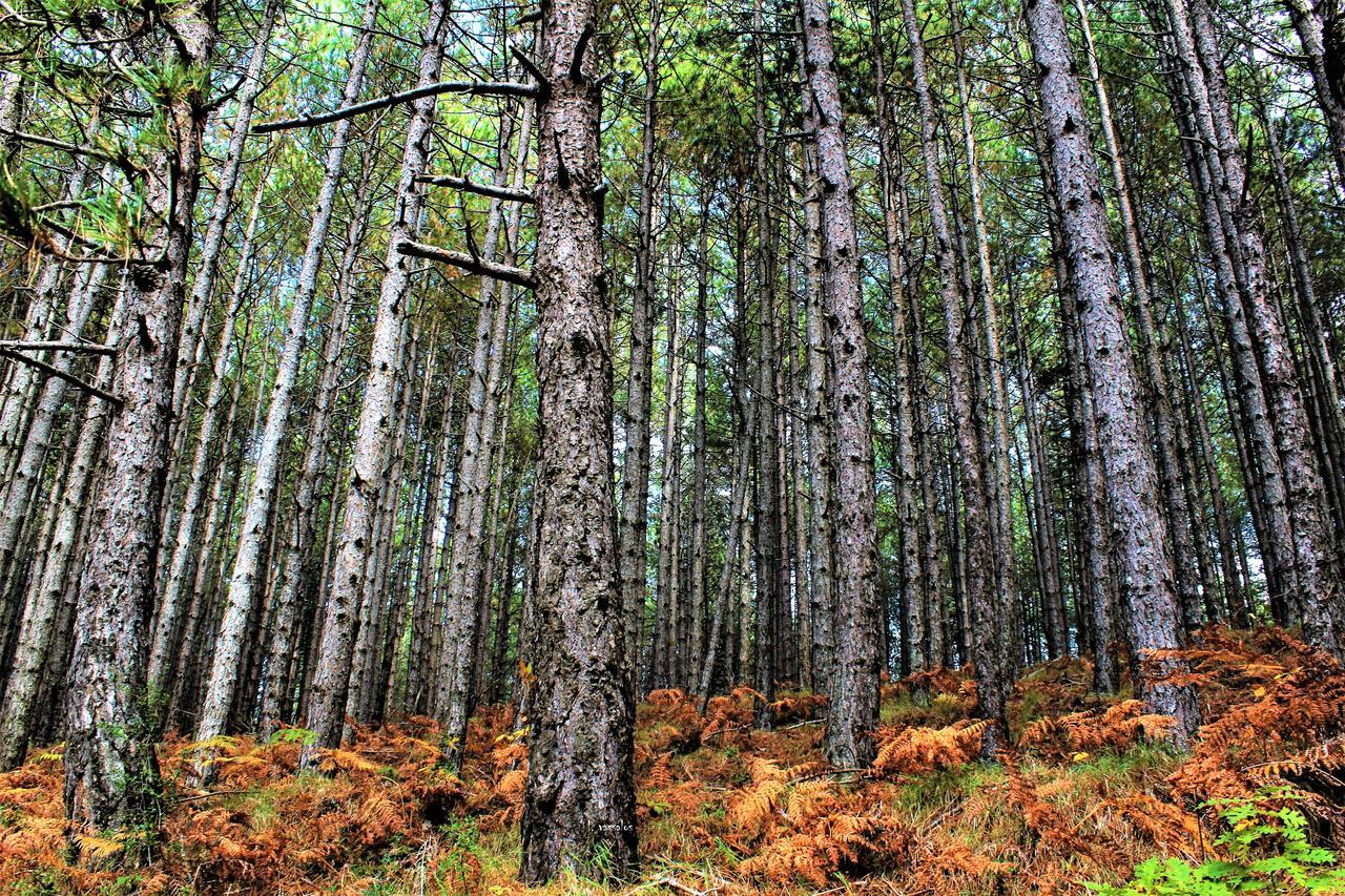 Foresta In Medias Mores Tripoli Exteriör bild